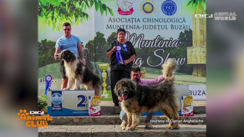 Digi Animal Club Caucazian Ciprian Anghelache 15