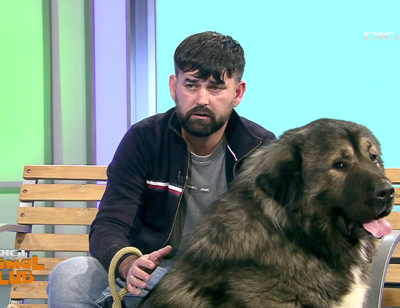 Digi Animal Club Caucazian Ciprian Anghelache 16