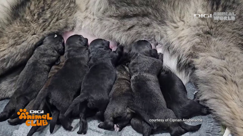 Digi Animal Club Caucazian Ciprian Anghelache 19