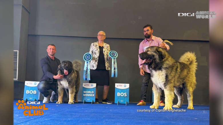 Digi Animal Club Caucazian Ciprian Anghelache