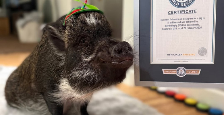 Merlin, porcul „vorbitor” care a cucerit internetul/ Foto: Instagram