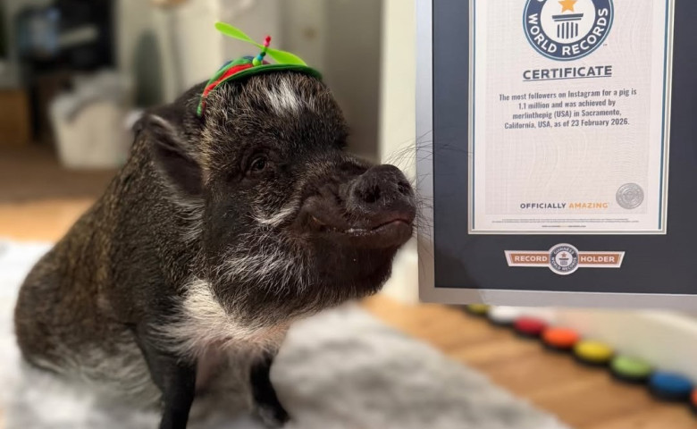 Merlin&comma; porcul &bdquo;vorbitor&rdquo; care a cucerit internetul&sol; Foto&colon; Instagram