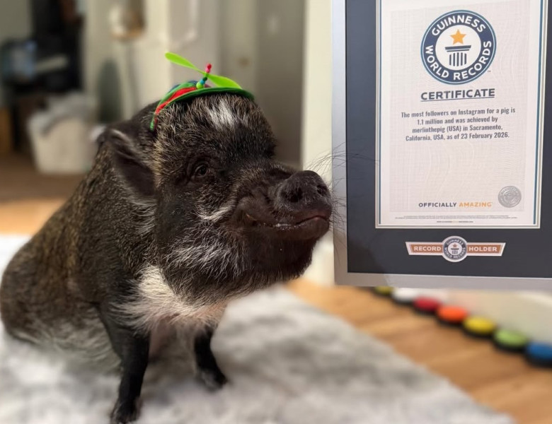 Merlin, porcul „vorbitor” care a cucerit internetul/ Foto: Instagram