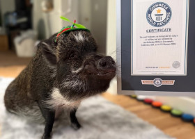 Merlin, porcul „vorbitor” care a cucerit internetul/ Foto: Instagram