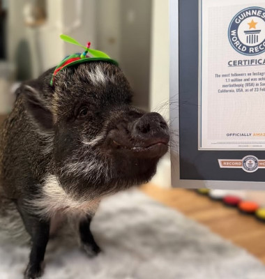 Merlin, porcul „vorbitor” care a cucerit internetul/ Foto: Instagram