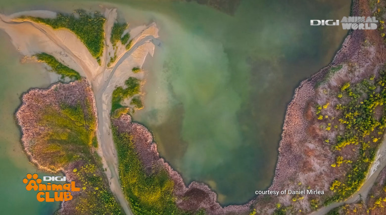 Digi Animal Club fotograf DANIEL MÎRLEA Ziua Apei 16