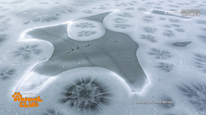 Digi Animal Club fotograf DANIEL MÎRLEA Ziua Apei 13