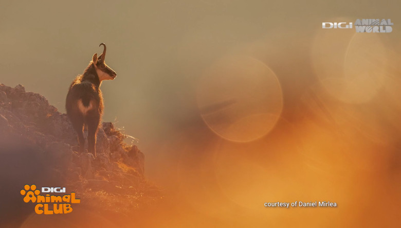 Digi Animal Club fotograf DANIEL MÎRLEA Ziua Apei 14