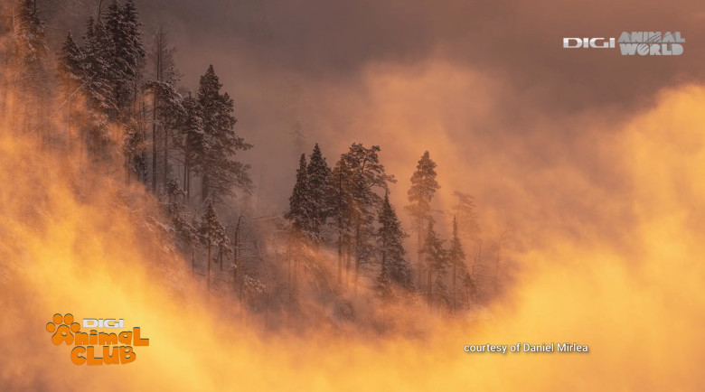 Digi Animal Club fotograf DANIEL MÎRLEA Ziua Apei 20
