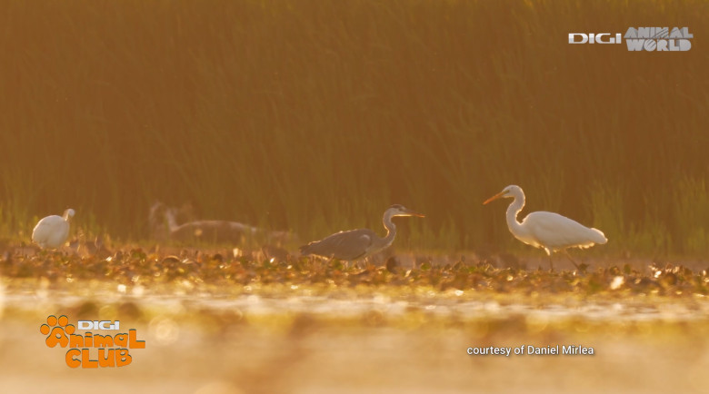 Digi Animal Club fotograf DANIEL MÎRLEA Ziua Apei 17