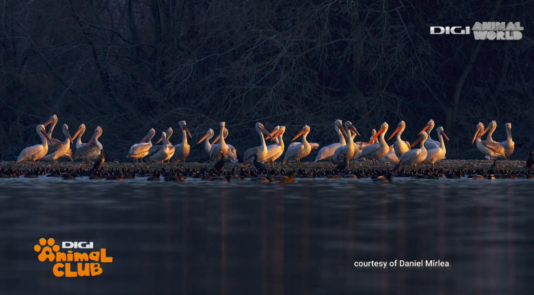 Digi Animal Club fotograf DANIEL MÎRLEA Ziua Apei 18