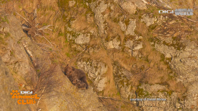 Digi Animal Club fotograf DANIEL MÎRLEA Ziua Apei 19