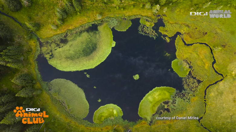 Digi Animal Club fotograf DANIEL MÎRLEA Ziua Apei 21