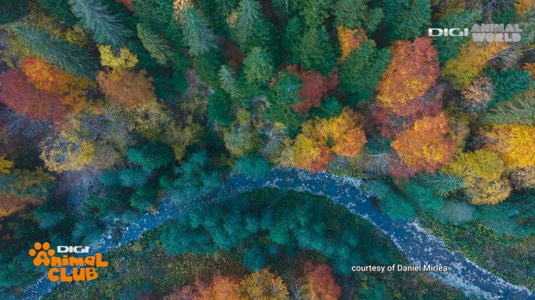 Digi Animal Club fotograf DANIEL MÎRLEA Ziua Apei 22