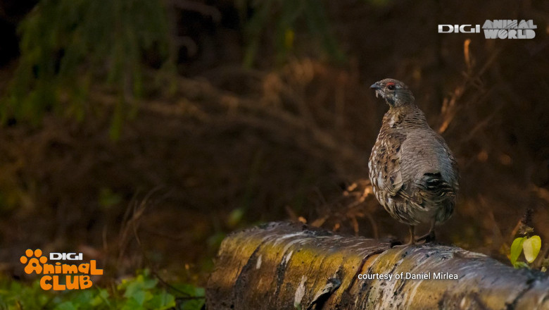 Digi Animal Club fotograf DANIEL MÎRLEA Ziua Apei 25