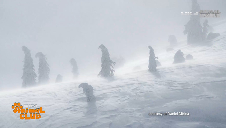 Digi Animal Club fotograf DANIEL MÎRLEA Ziua Apei 26