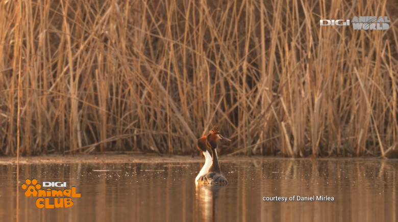 Digi Animal Club fotograf DANIEL MÎRLEA Ziua Apei