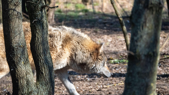 Noapte de coșmar pentru o familie din SUA. „Fiare necunoscute” au atacat casa și au lăsat urme de gheare pe pereți