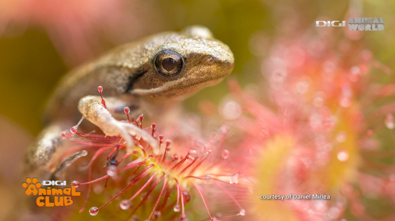 Digi Animal Club fotograf DANIEL MÎRLEA Ziua Apei 6