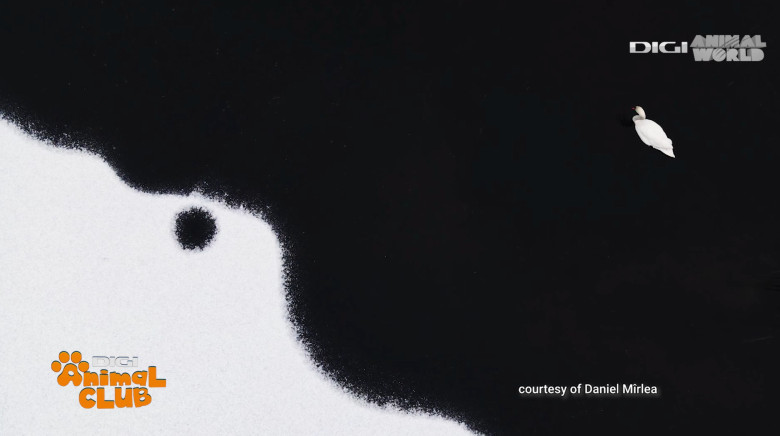 Digi Animal Club fotograf DANIEL MÎRLEA Ziua Apei 2