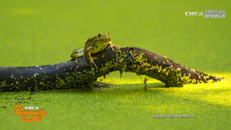 Digi Animal Club fotograf DANIEL MÎRLEA Ziua Apei 3