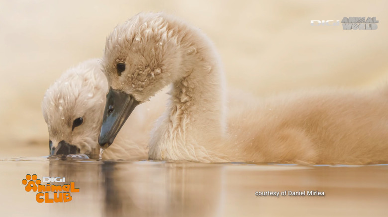 Digi Animal Club fotograf DANIEL MÎRLEA Ziua Apei 5