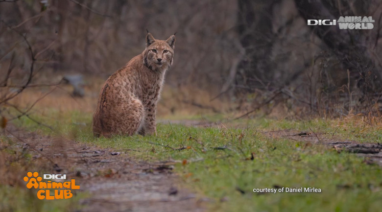 Digi Animal Club fotograf DANIEL MÎRLEA Ziua Apei 10