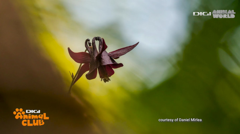 Digi Animal Club fotograf DANIEL MÎRLEA Ziua Apei 8