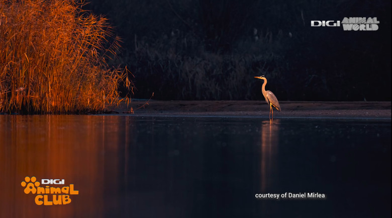 Digi Animal Club fotograf DANIEL MÎRLEA Ziua Apei 11
