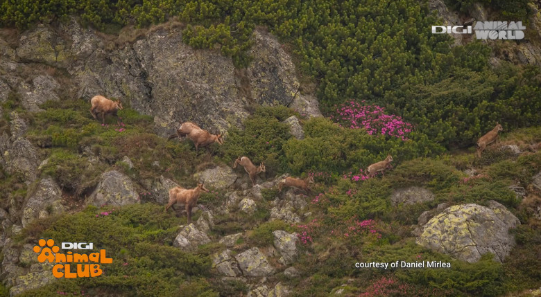 Digi Animal Club fotograf DANIEL MÎRLEA Ziua Apei 12