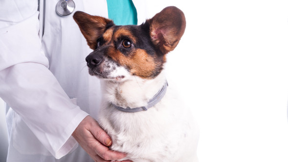 Baoala „invizibilă” care poate ucide câinii în câteva ore. Veterinarii trag un semnal de alarmă