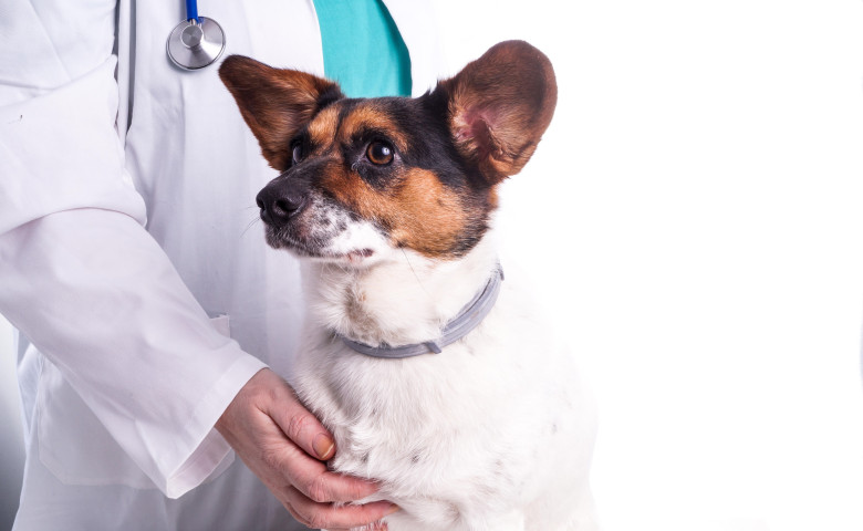 Baoala &bdquo;invizibil&abreve;&rdquo; care poate ucide c&acirc;inii &icirc;n c&acirc;teva ore&sol; Profimedia