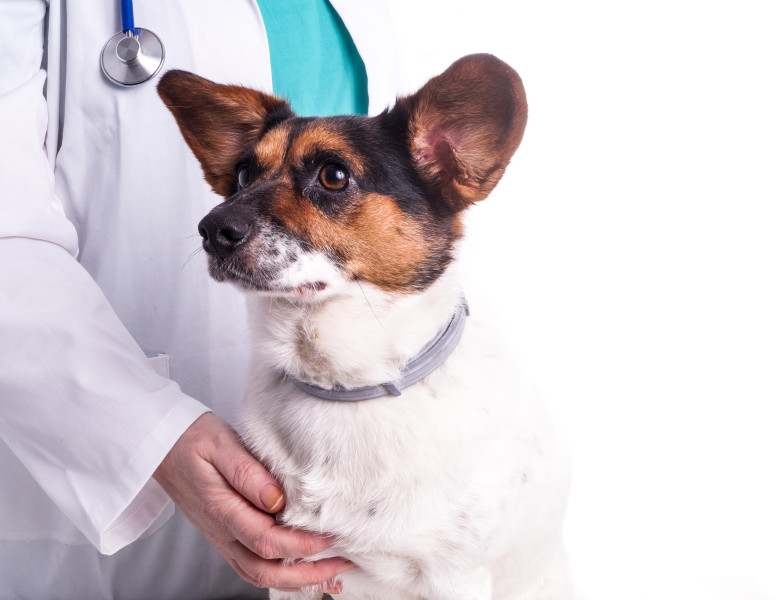 Baoala „invizibilă” care poate ucide câinii în câteva ore/ Profimedia