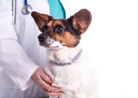 Baoala „invizibilă” care poate ucide câinii în câteva ore/ Profimedia