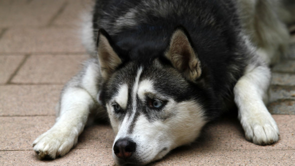 O femeie, devastată după ce și-a luat husky-ul de la salonul de câini. Nu și-a mai recunoscut câinele după tunsoare