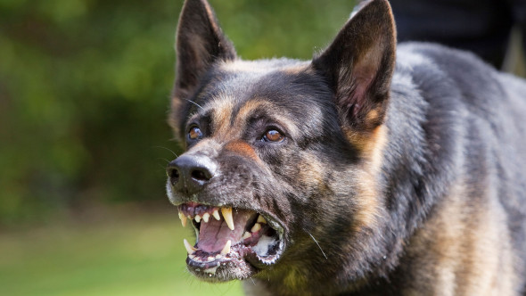 Trei rase de câini pe care ar trebui să le eviți. Una poate „ucide lupi”