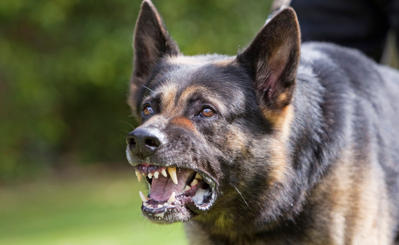 Trei rase de c&acirc;ini pe care ar trebui s&abreve; le eviți&sol; Profimedia