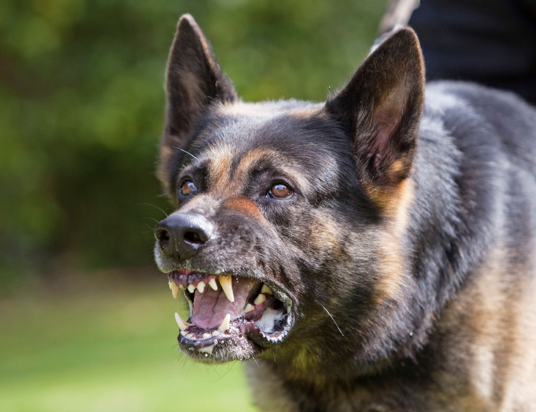 Trei rase de câini pe care ar trebui să le eviți/ Profimedia