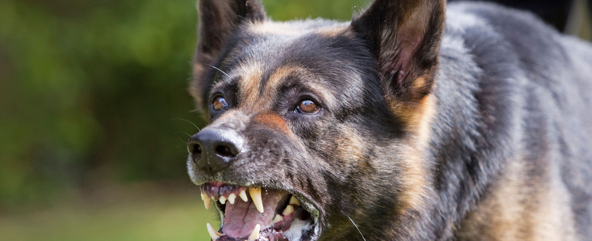 Trei rase de câini pe care ar trebui să le eviți/ Profimedia