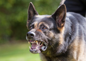 Trei rase de câini pe care ar trebui să le eviți/ Profimedia