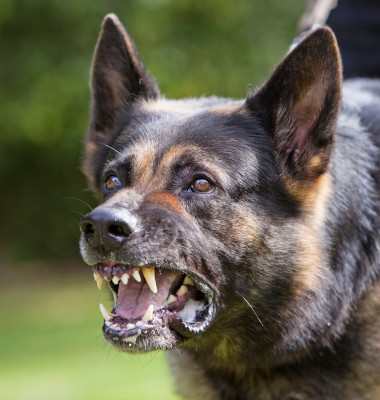 Trei rase de câini pe care ar trebui să le eviți/ Profimedia