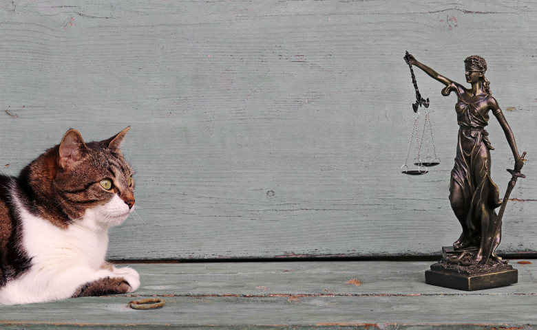 Pisic&abreve;&sol; Profimedia