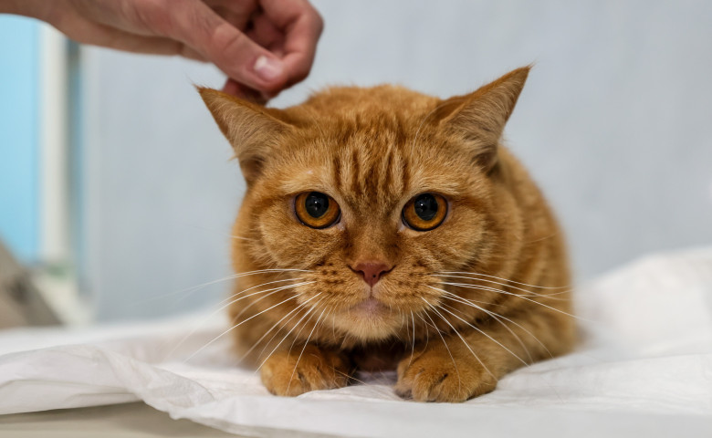 Pisic&abreve;&sol; Profimedia