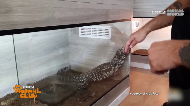 Terrarii Alex Fota (4)