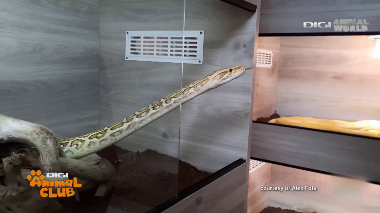 Terrarii Alex Fota (1)