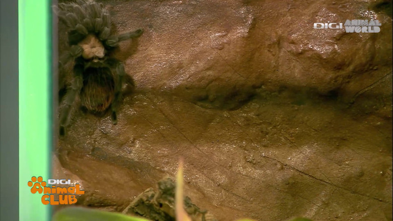 Terrarii Alex Fota (3)