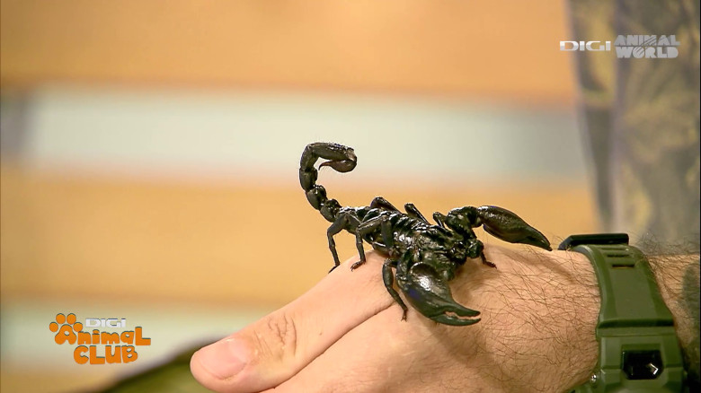 Terrarii Alex Fota (8)