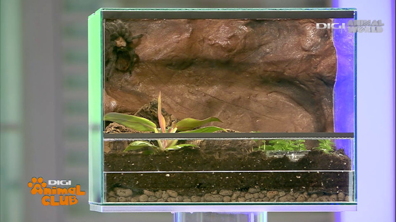 Terrarii Alex Fota (5)