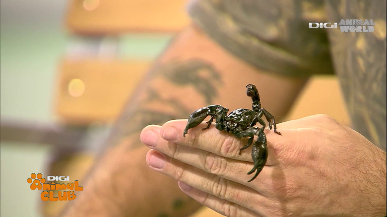 Terrarii Alex Fota (7)