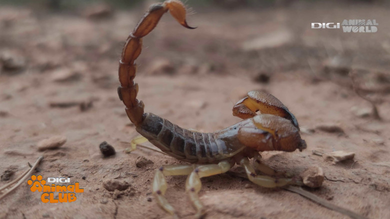 Terrarii Alex Fota (9)